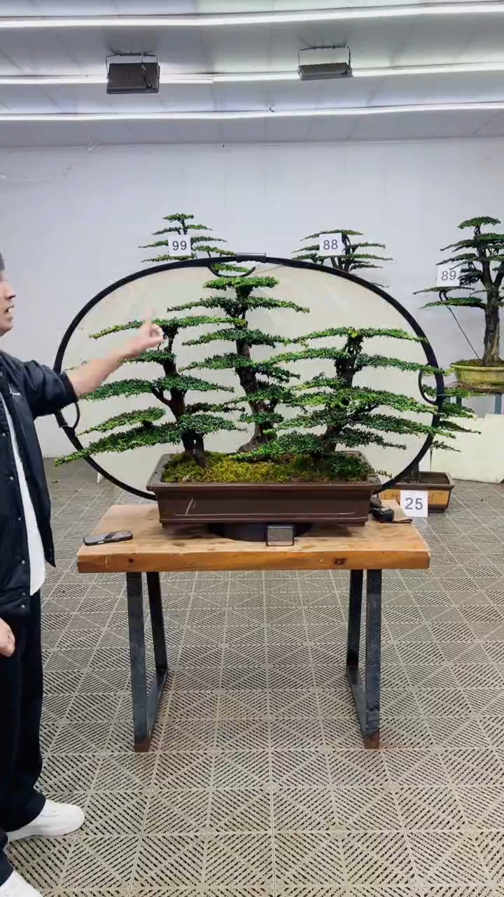 无花朵造型盆景一物一拍