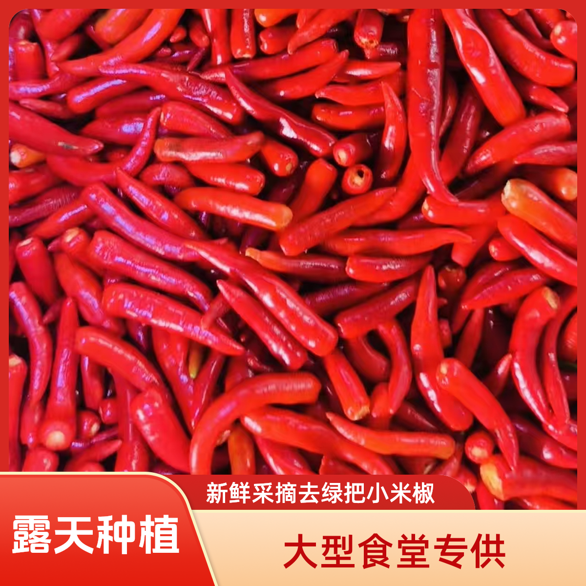 工厂饭堂批发供应露天种植去把光头小米椒朝天椒蔬菜调味料辣椒