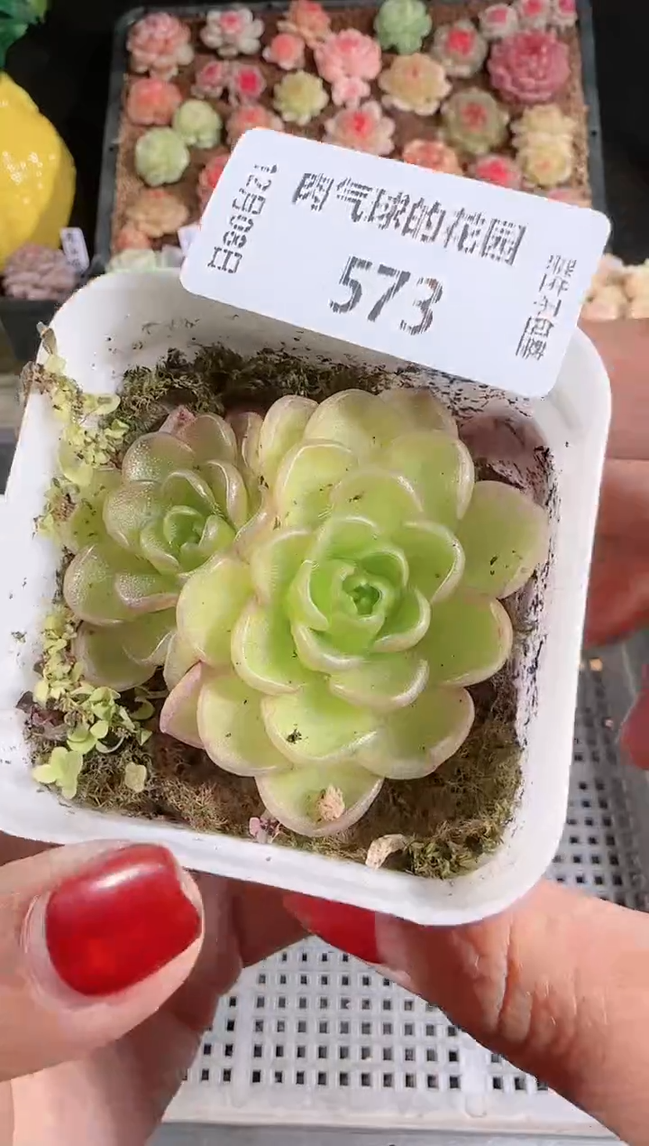 1208-573近藤多肉群生不包整