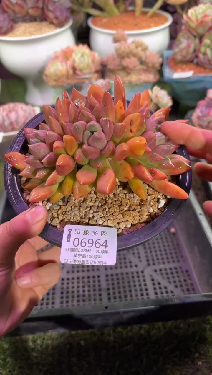 【闪购商品】06964