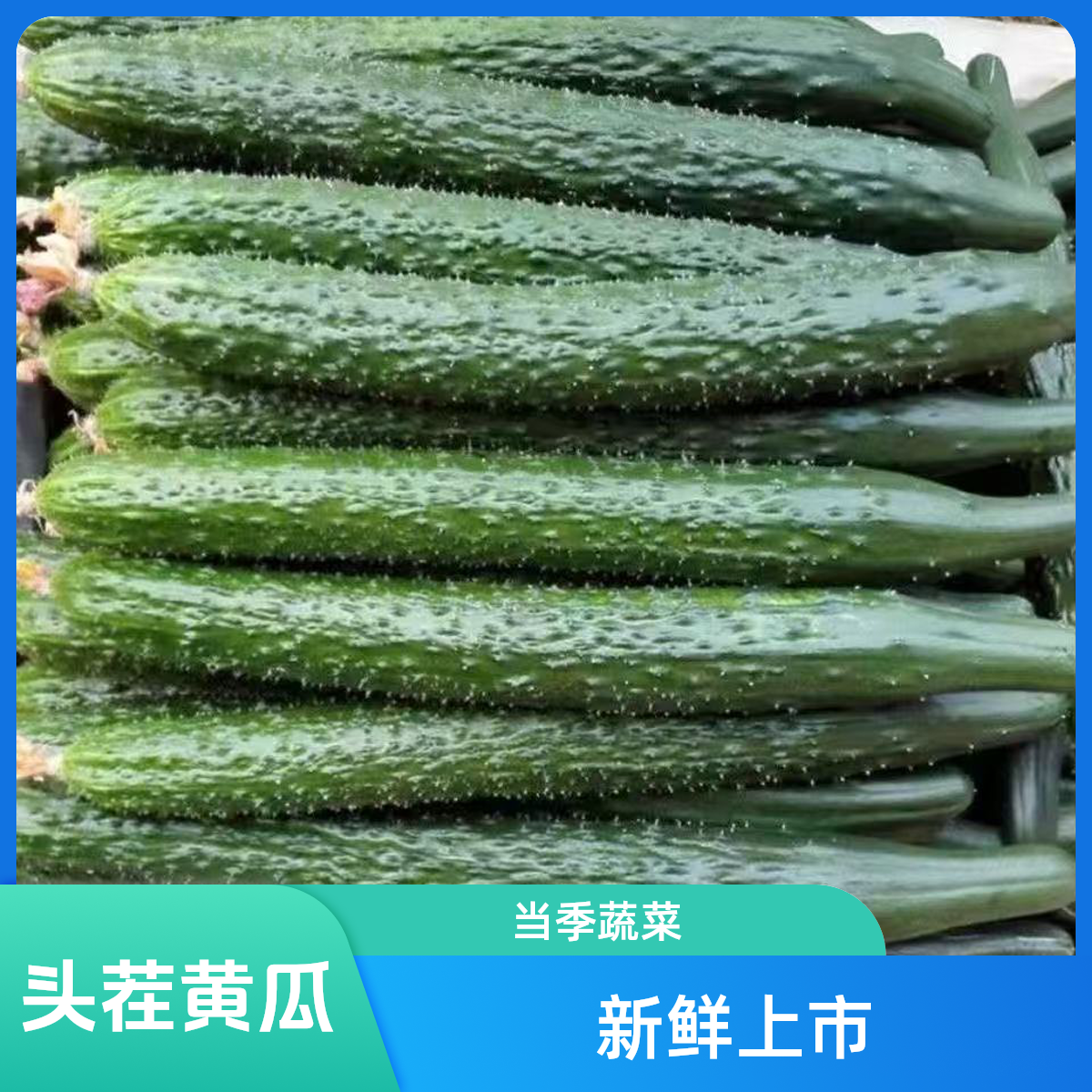【现摘现发】原生态绿心黄瓜青瓜无公害当季蔬菜3/5斤不沾药不嫁接