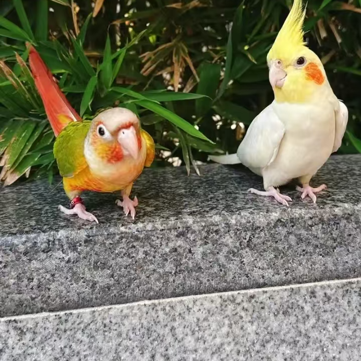 手养鹦鹉雏鸟活体宠物可上手亲人适合家养观赏