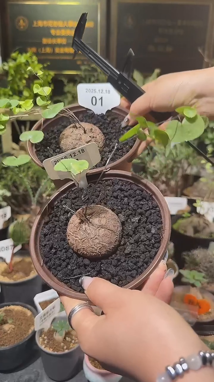 1号1218福利南非龟甲龙买1送1两个1组        