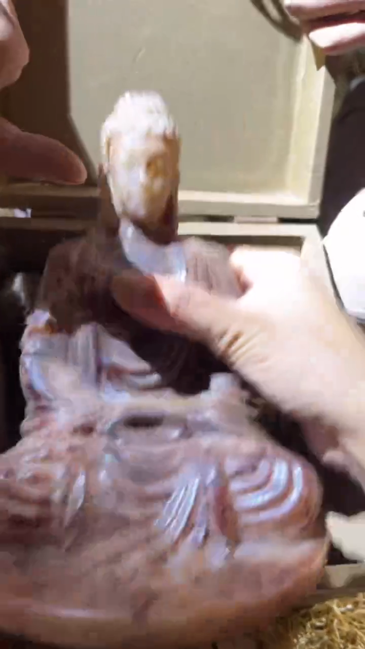 香榧木（1个小复利）