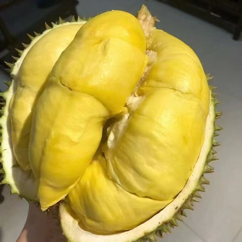 「金凤1号空运树熟金枕榴莲」 3-6斤   新鲜榴莲  核小肉厚 口感绵密醇厚金枕泰国