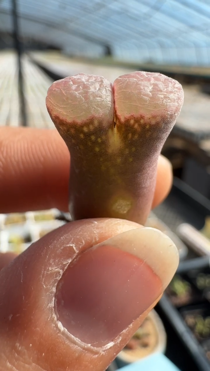 【闪购商品】8--14