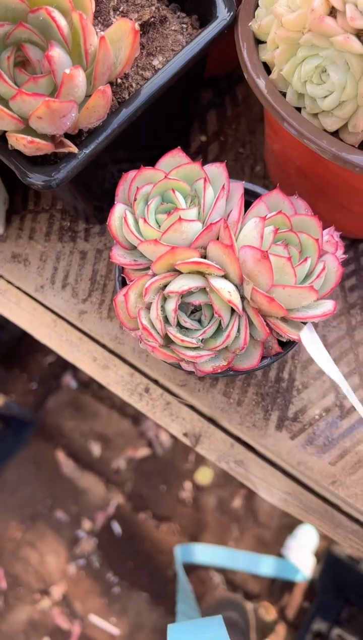冰*多肉植物一物一拍30326