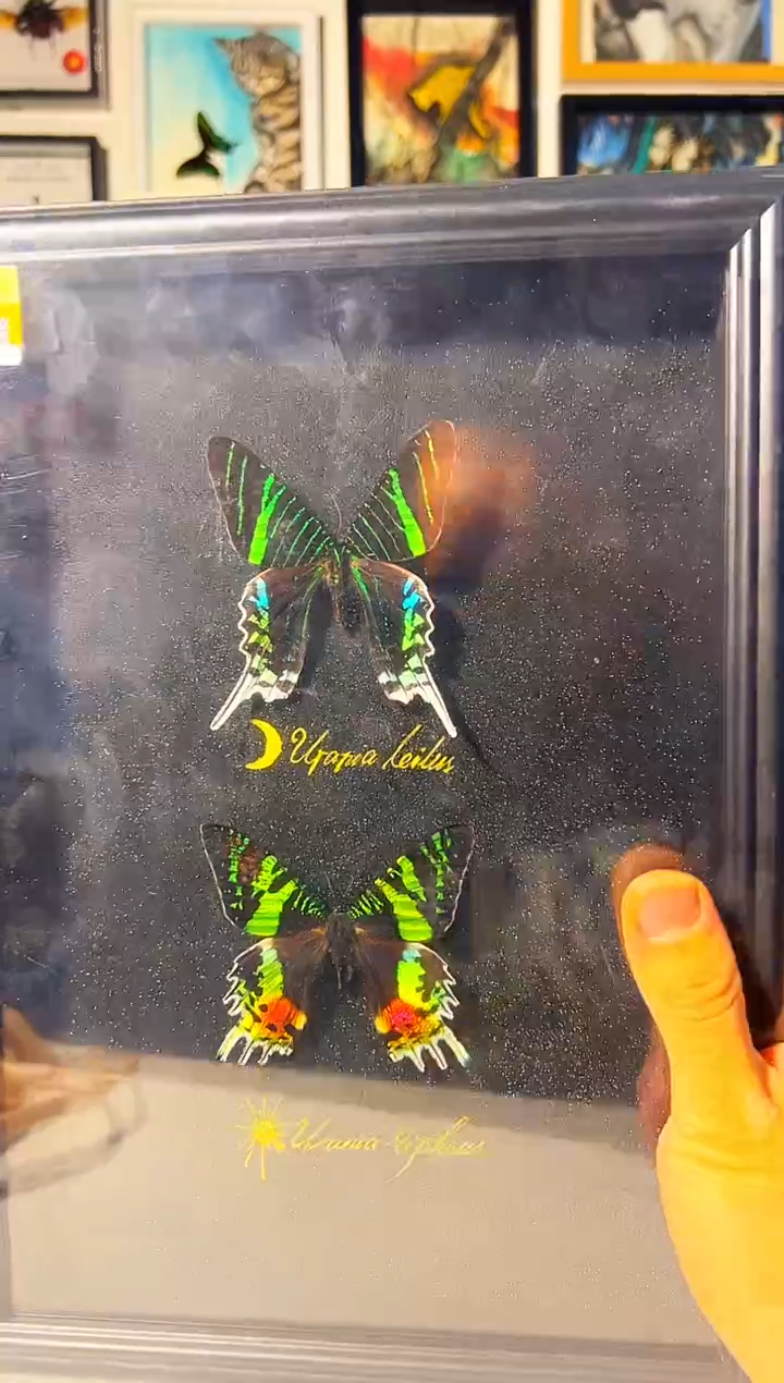 有机玻璃31118811