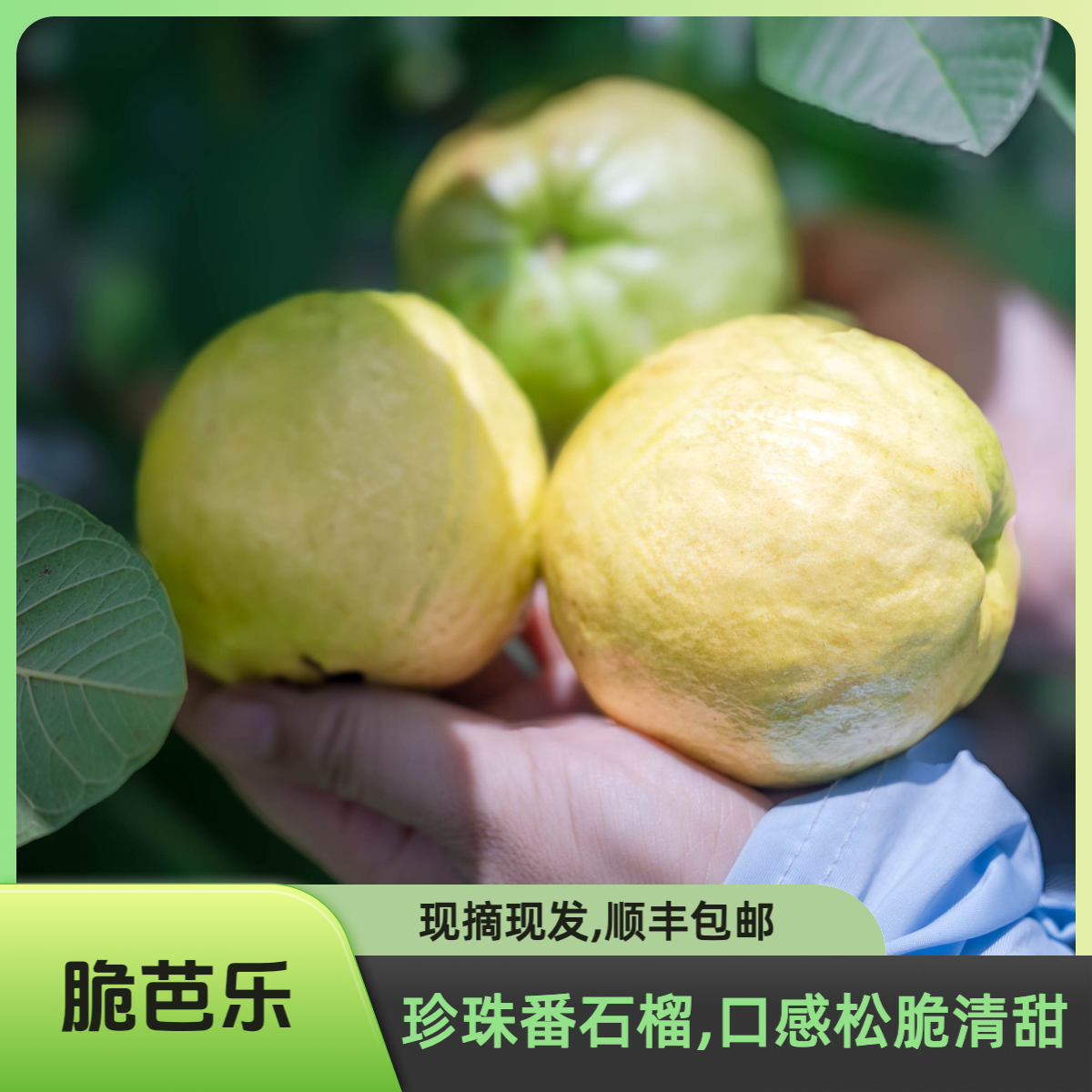【脆芭乐】自然成熟 正宗珍珠番石榴芭乐 现摘现发(顺丰快递)