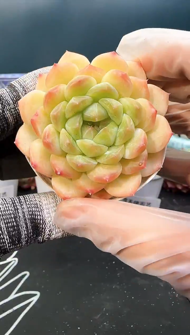 3207   青山  （冠幅 6.5 cm）