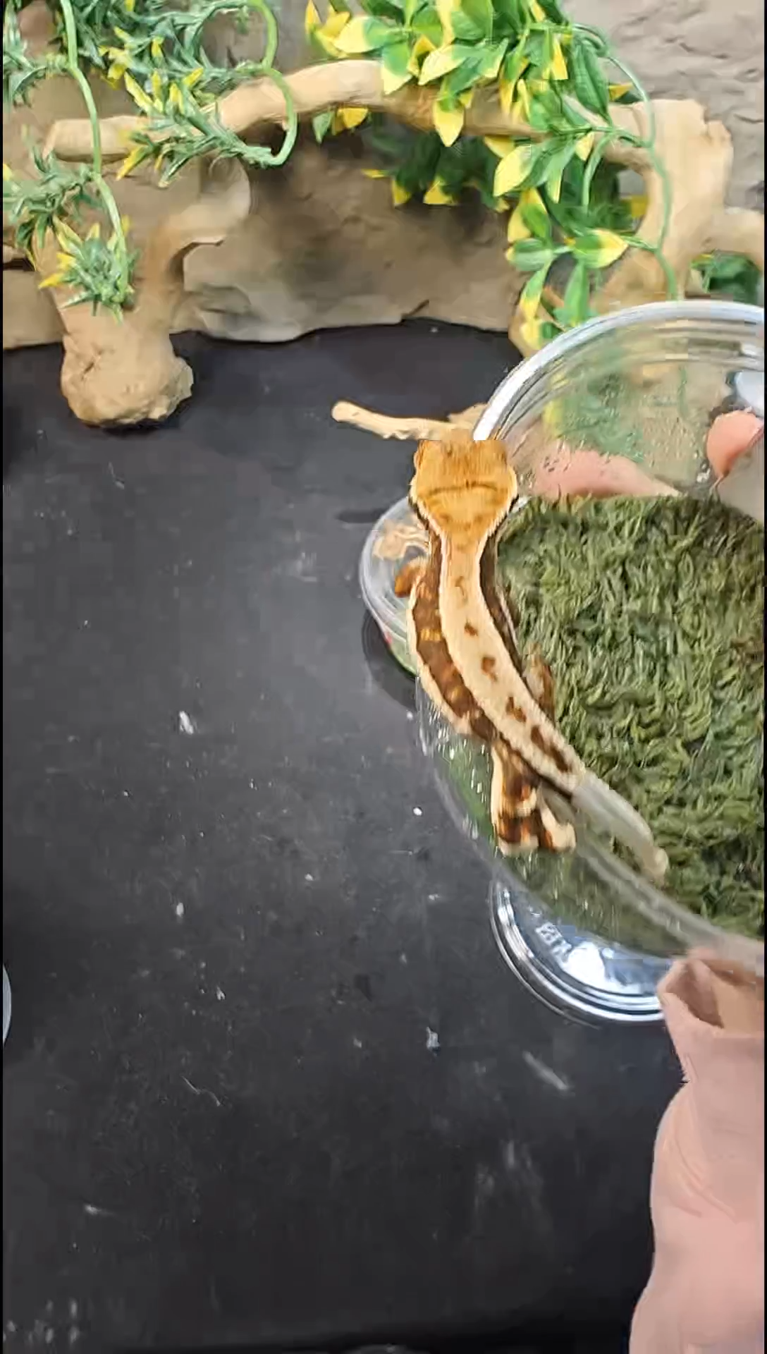 睫角守宫25-524黑底莉莉白