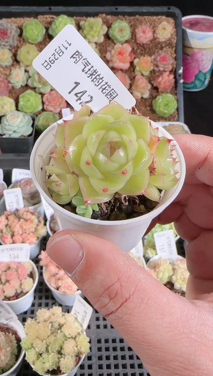 多肉1129-142群生不包整