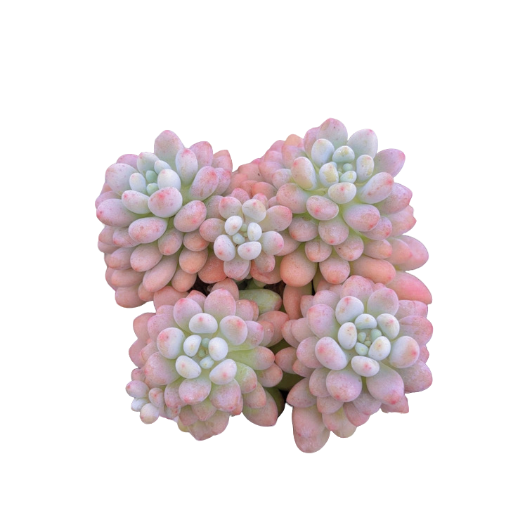 圆叶鱼子酱 带盆(多肉植物)满19.9包邮 云南基地源头直发新手好养