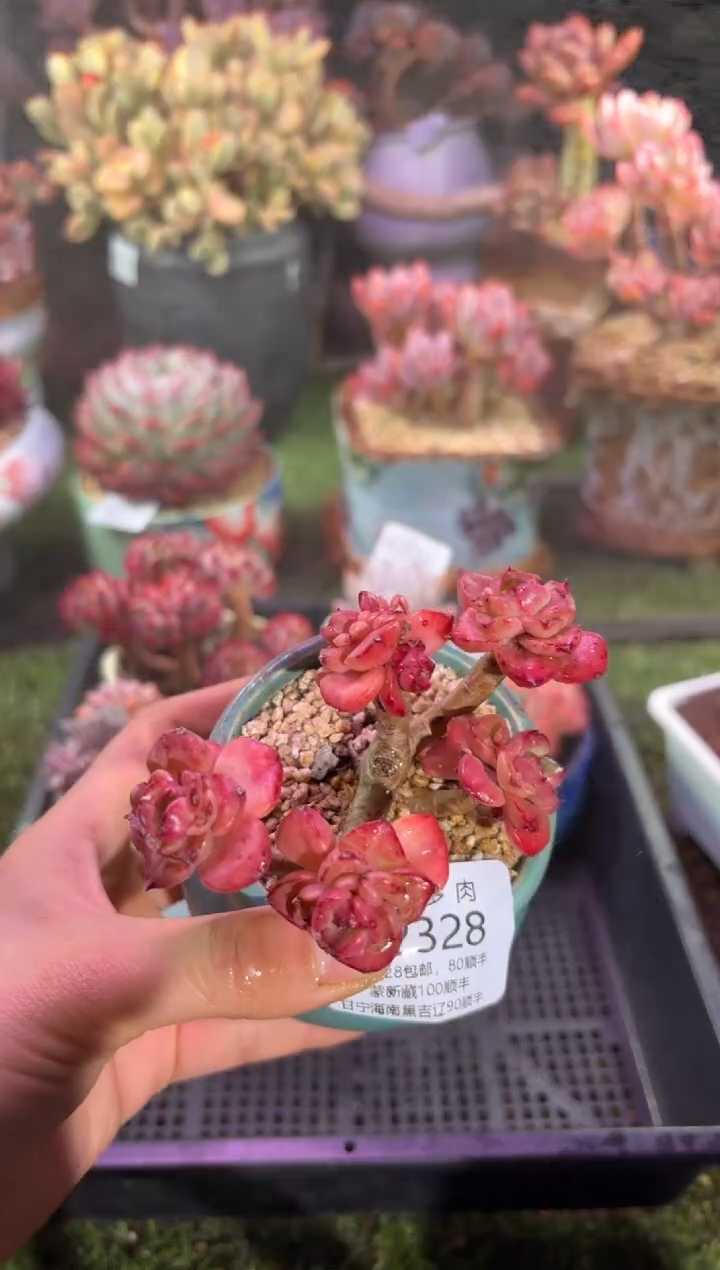 【闪购商品】02328