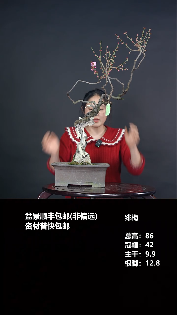 无花朵白*山绯梅-G7637