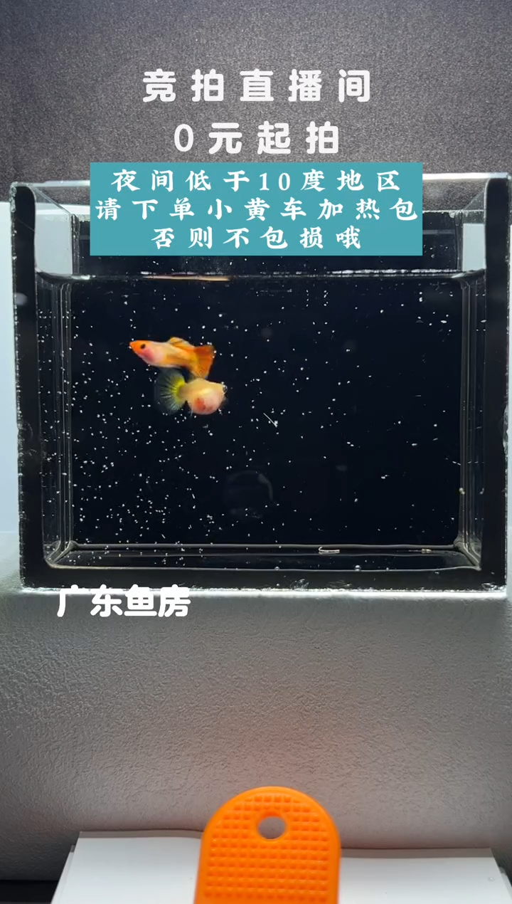 孔雀鱼带胎红头皇家落日一对编号40