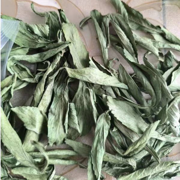 【小王助农】高山 农家 甜叶菊