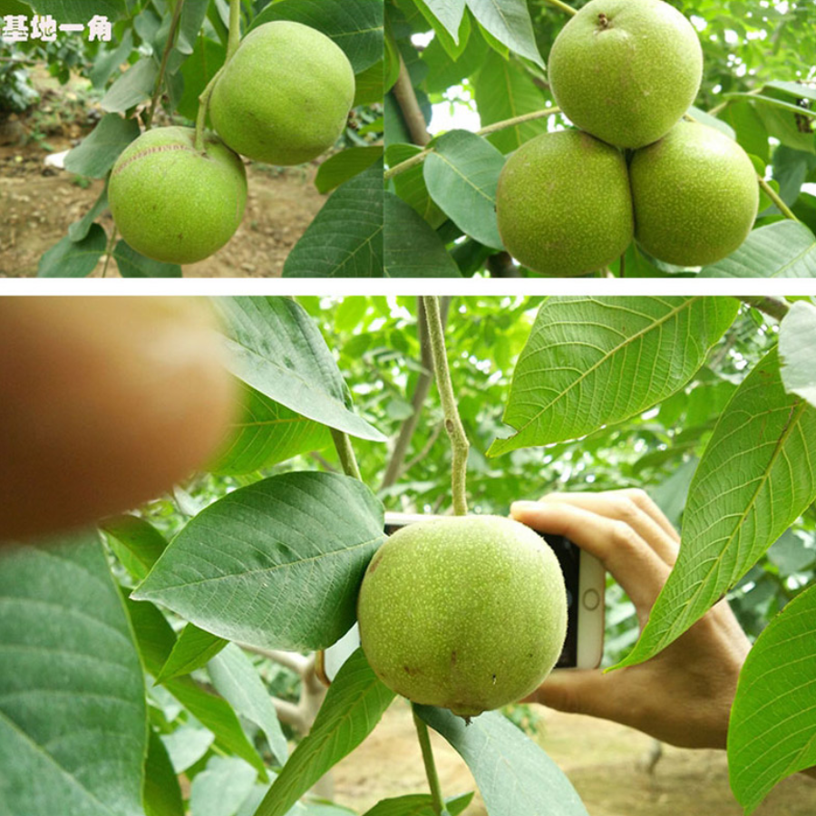 粗筋元宝蛤蟆头三棱定制青皮商品现拍现开
