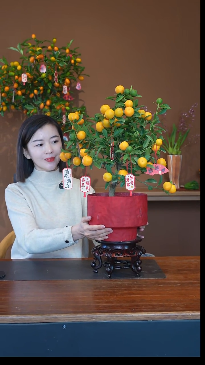 全部花朵小金桔磨砂红盆