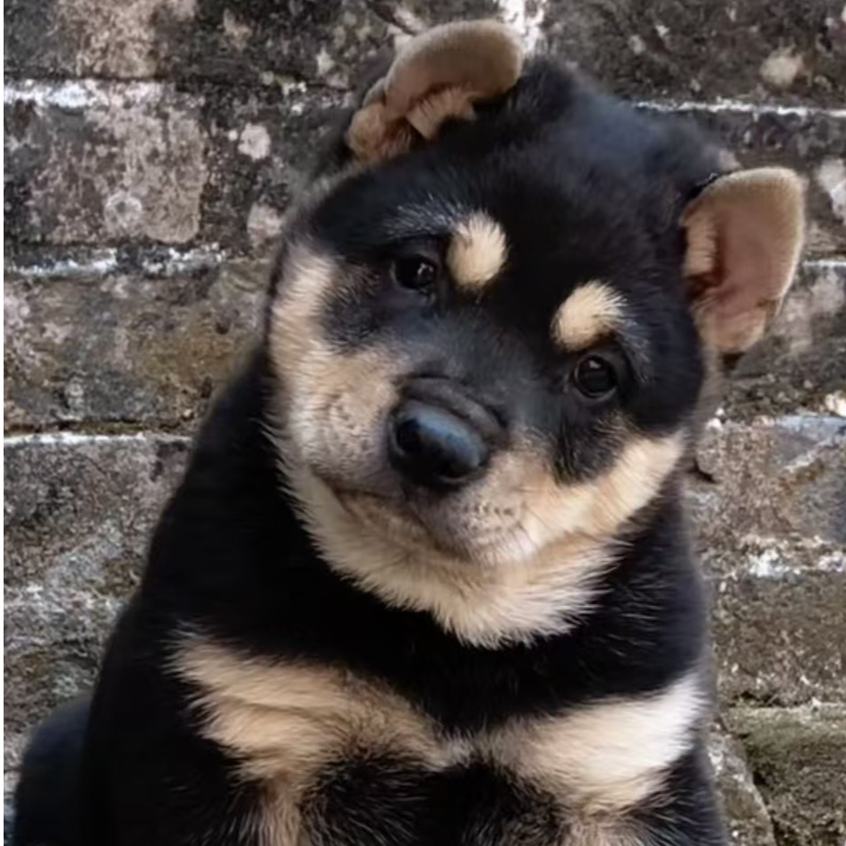 田园犬直播挑选宠物狗活体