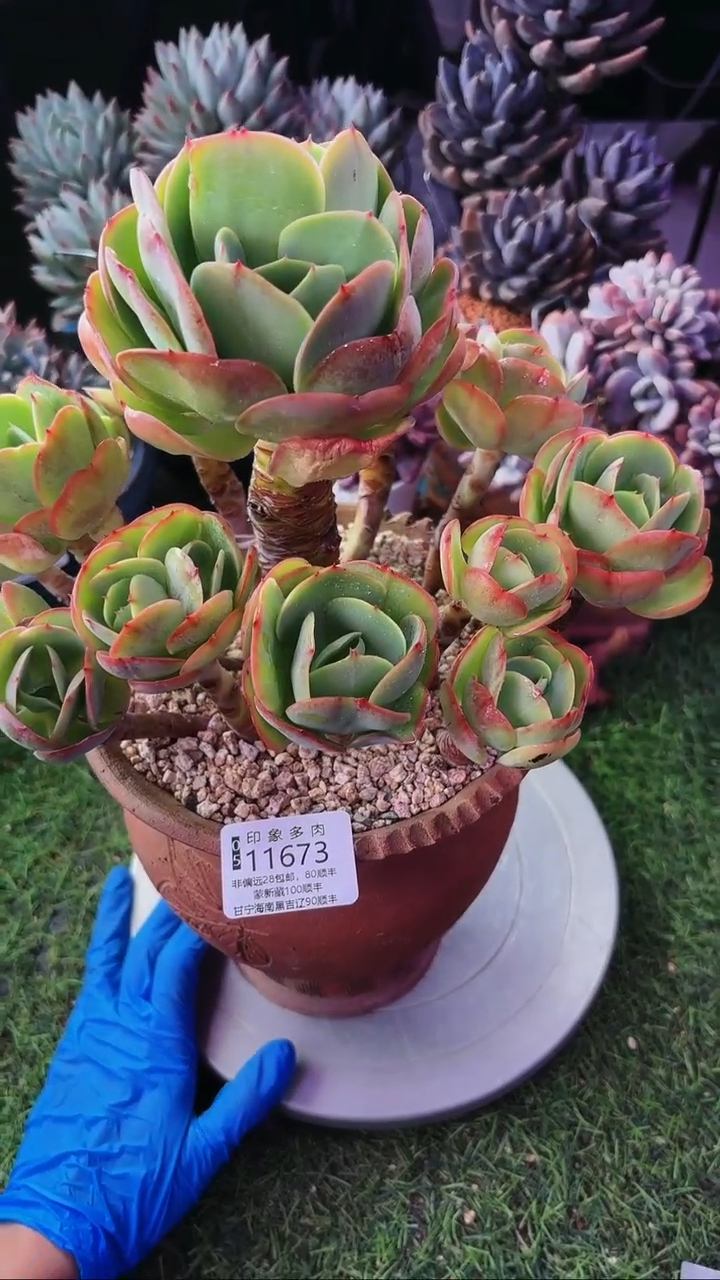 昆明印象多肉11673