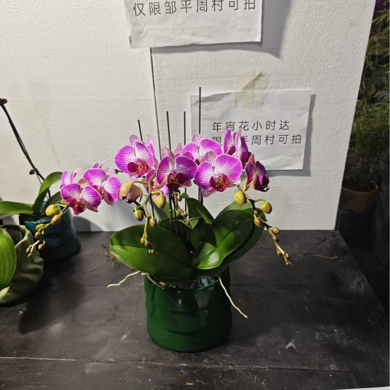 年宵花蝴蝶兰3株配瓷盆 富贵鸟 