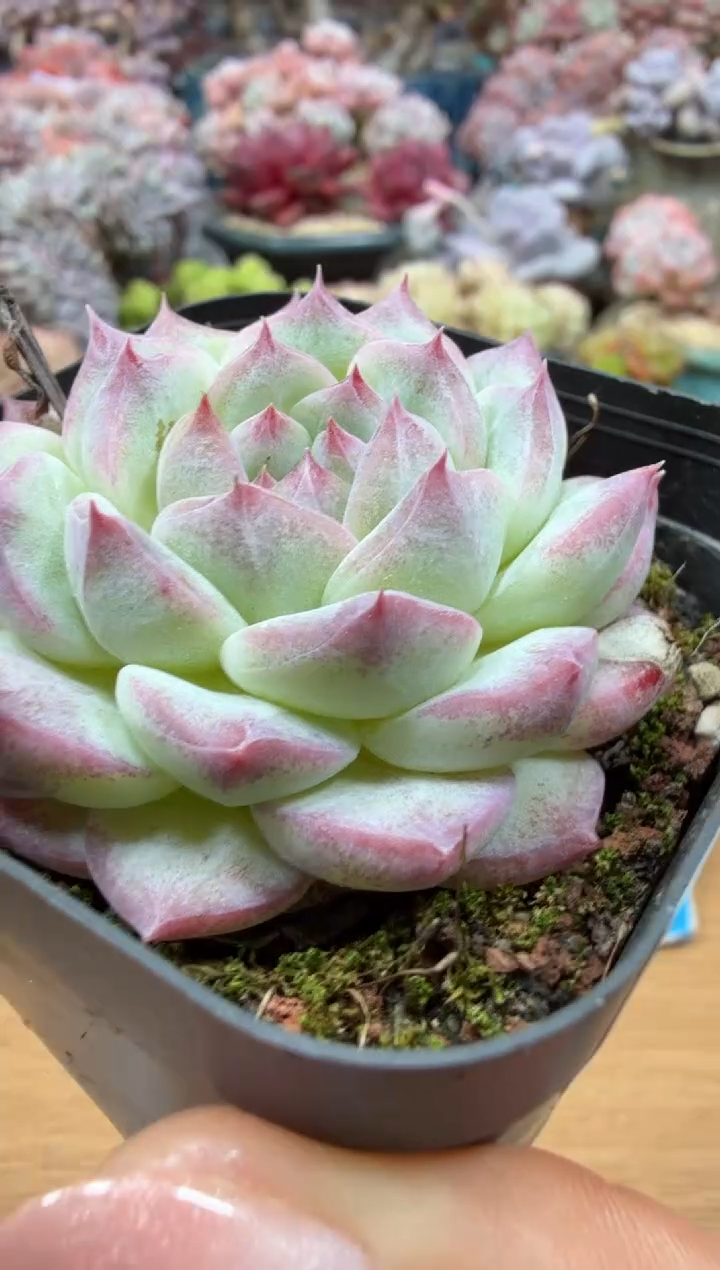 东云多肉园二店-47