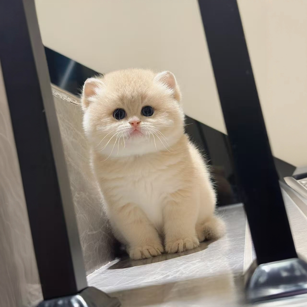 『美可猫舍』 猫猫活体链接