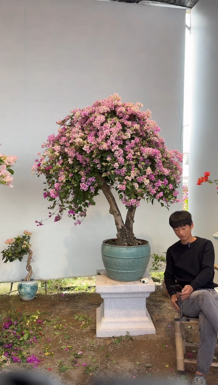 全部花朵1*1三角梅1