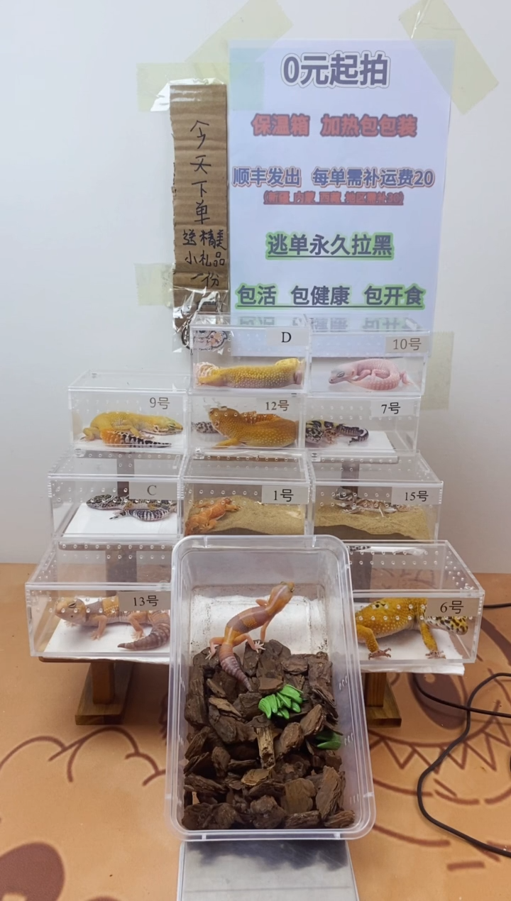 豹纹守宫豹纹守宫幼苗亚成体成体肥尾