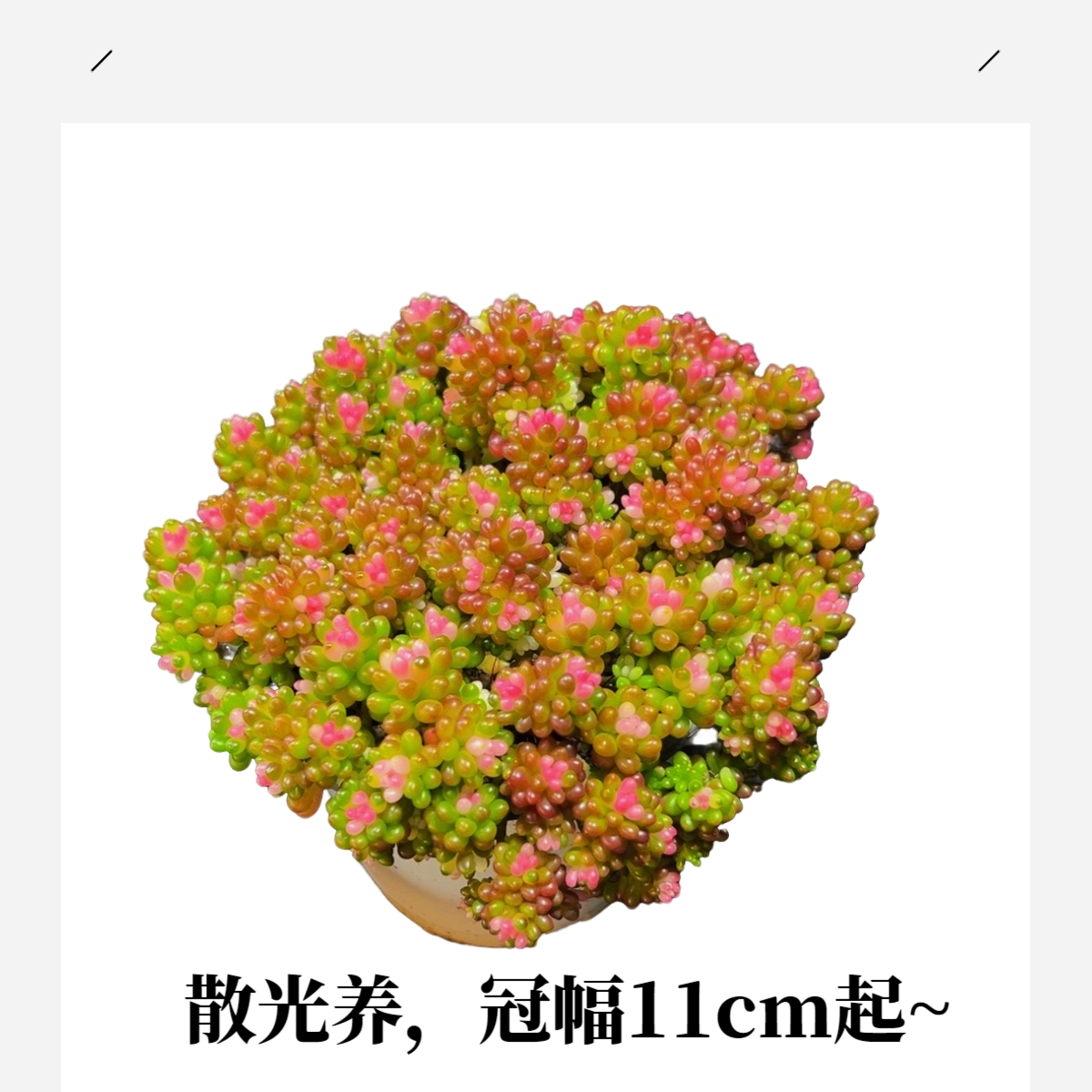 七彩龙珠 带盆土小葡萄浆果室内好养桌面多肉植物 多肉2单包邮