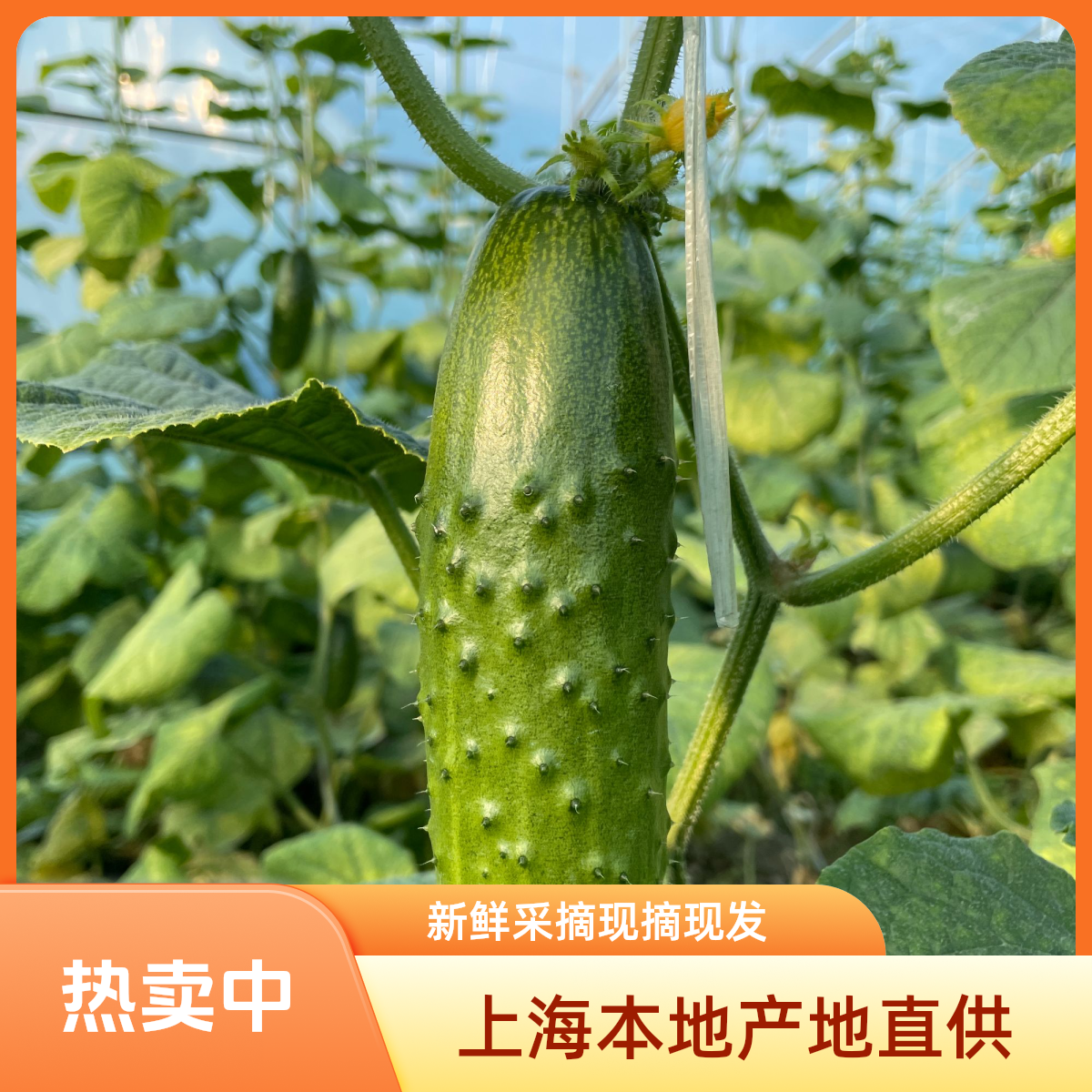 上海本地产地直供新鲜采摘【水果黄瓜】4/斤7/斤装水果黄瓜
