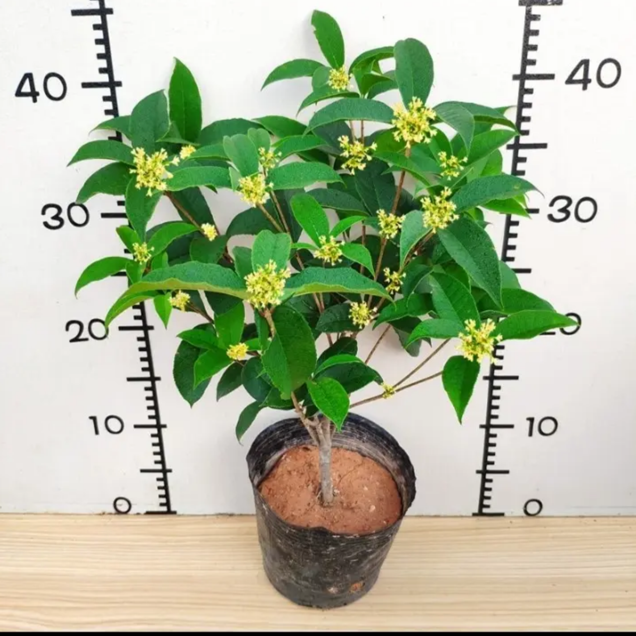 桂花树盆栽（三年苗）四季开花耐寒好养室内户外花卉绿植客厅阳台