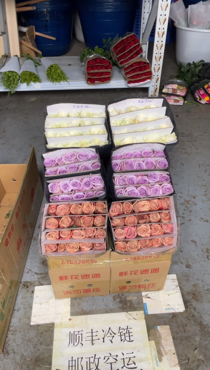 卡布20枝+骄傲20枝+海洋之歌20枝