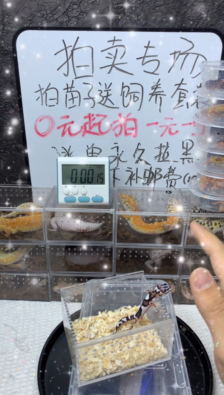 豹纹守宫雪花土匪