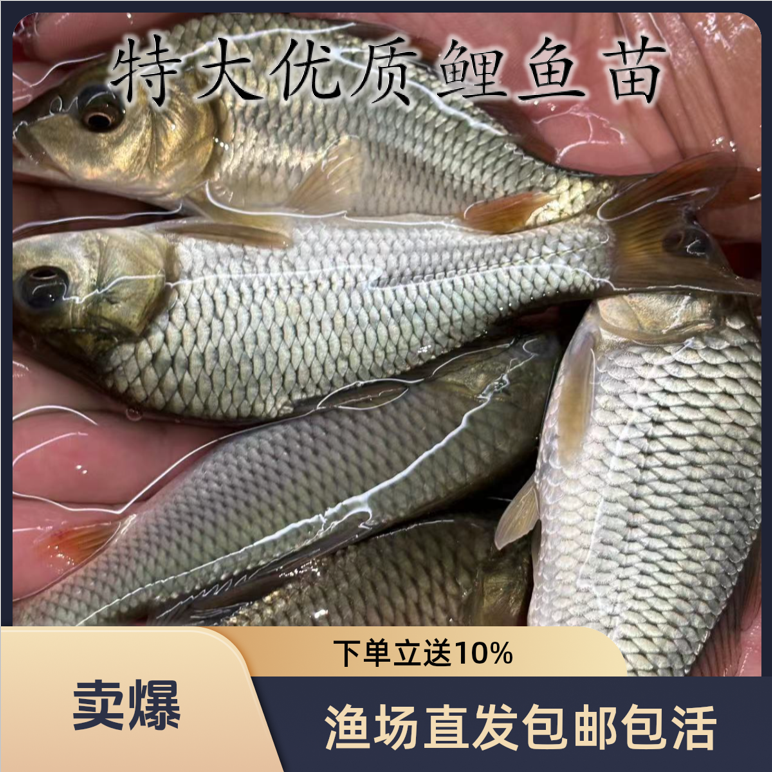 鲤鱼鱼苗活体淡水养殖可食用稻田鲤鱼特大鲤鱼苗顺丰包邮包活