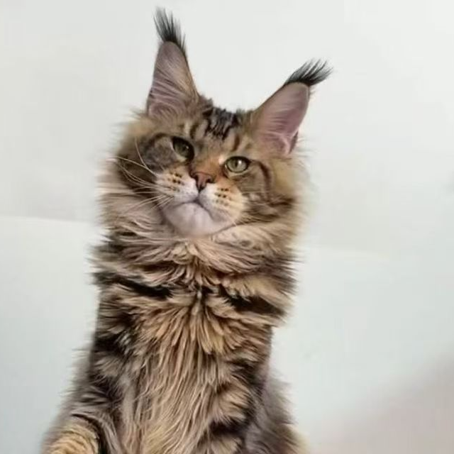【喵小五缅因猫】缅因猫 缅因库恩猫 温柔巨人-W002