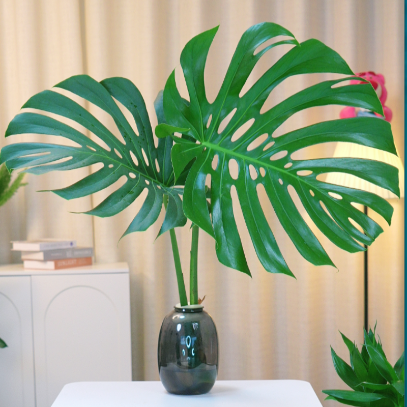 单株老桩龟背竹水培70-80公分常绿大叶配灰色水培大肚瓶