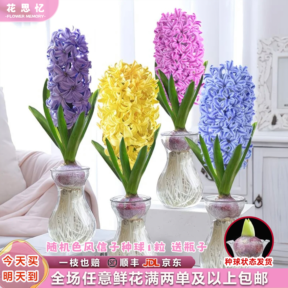 『随机色风信子种球1粒 送瓶子』水培易开花 秋冬季鲜花 满两单鲜花顺丰京东送货上门 满三单鲜花送花瓶 次日达
