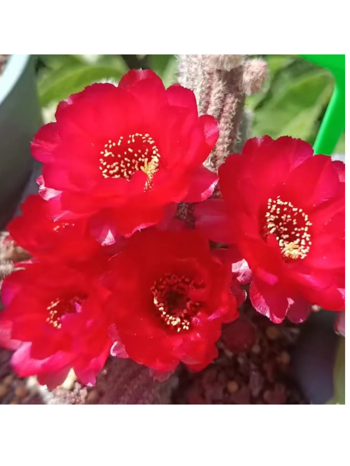 MOMO （单头） 自生根  进口 杂交白檀 1年苗 盆栽 阳台