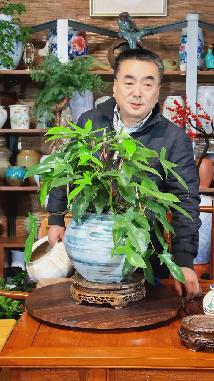 无花朵华*A水之韵水培飞机蔓绿绒