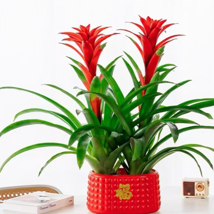 【新疆包邮】鸿运当头盆栽红红火火净化空气