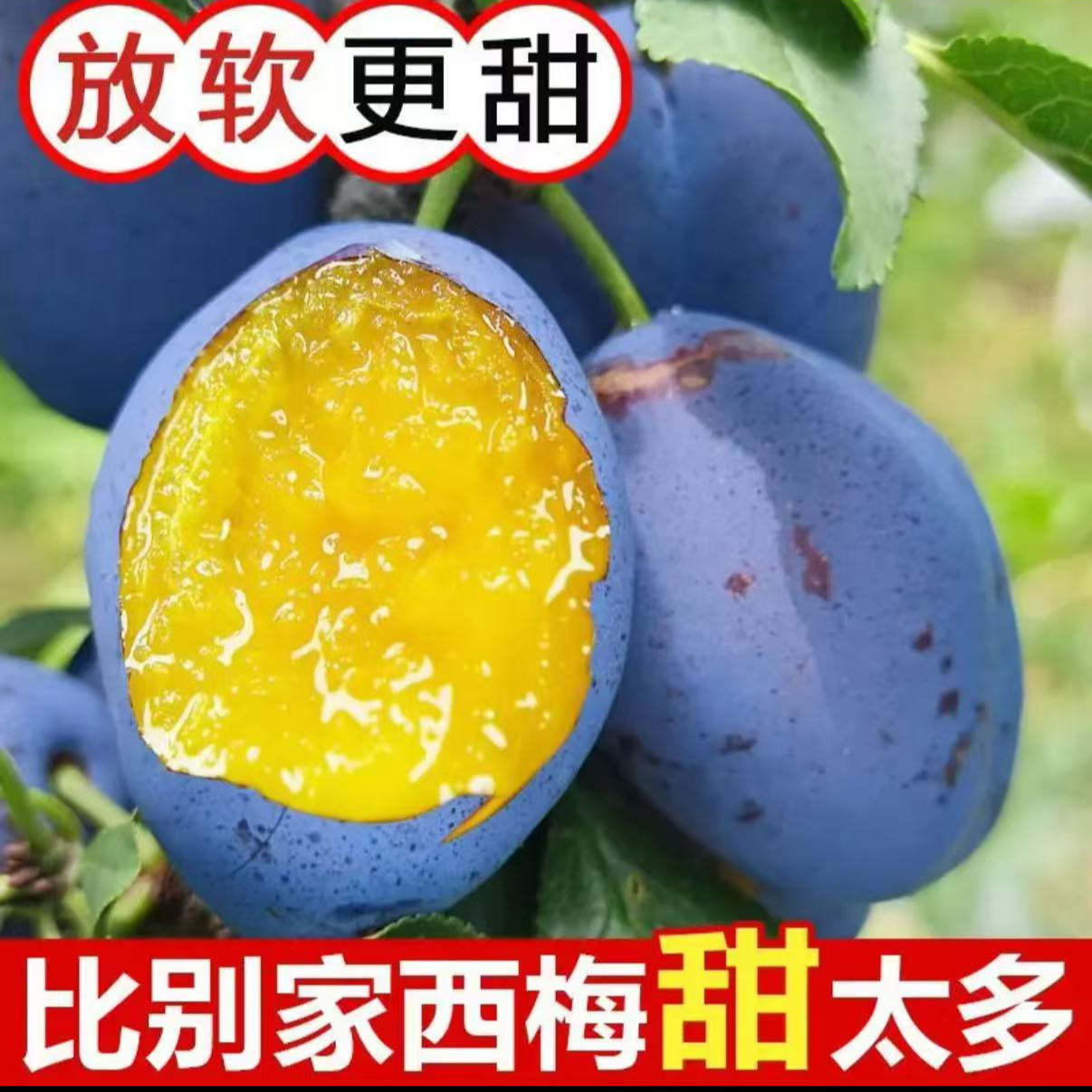 新鲜现摘西梅水果饱满多汁当季孕妇鲜果放软纯甜