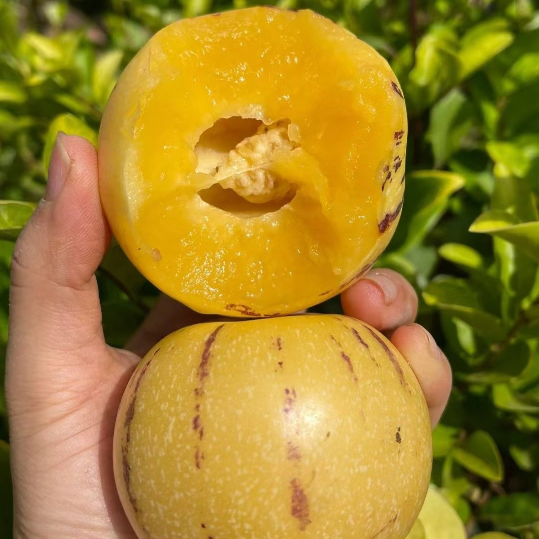 【市场直发】精品人参果一盒装