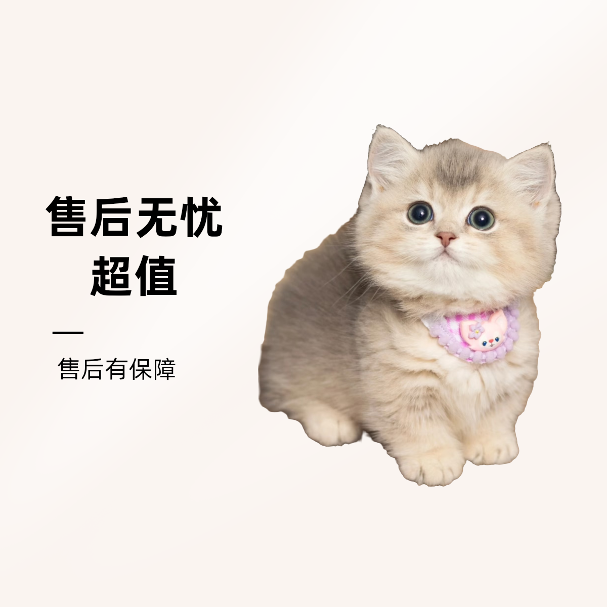 中高端精品宠物猫咪等你来选