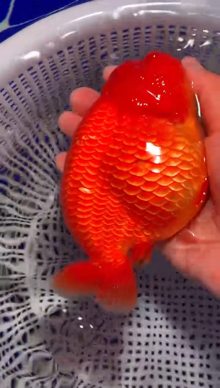 金鱼（运费到付，马印灯下展示）福州追鱼兰寿金鱼