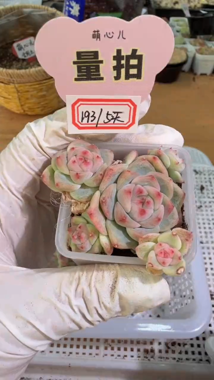 B-193/5头 一盆 量拍混发