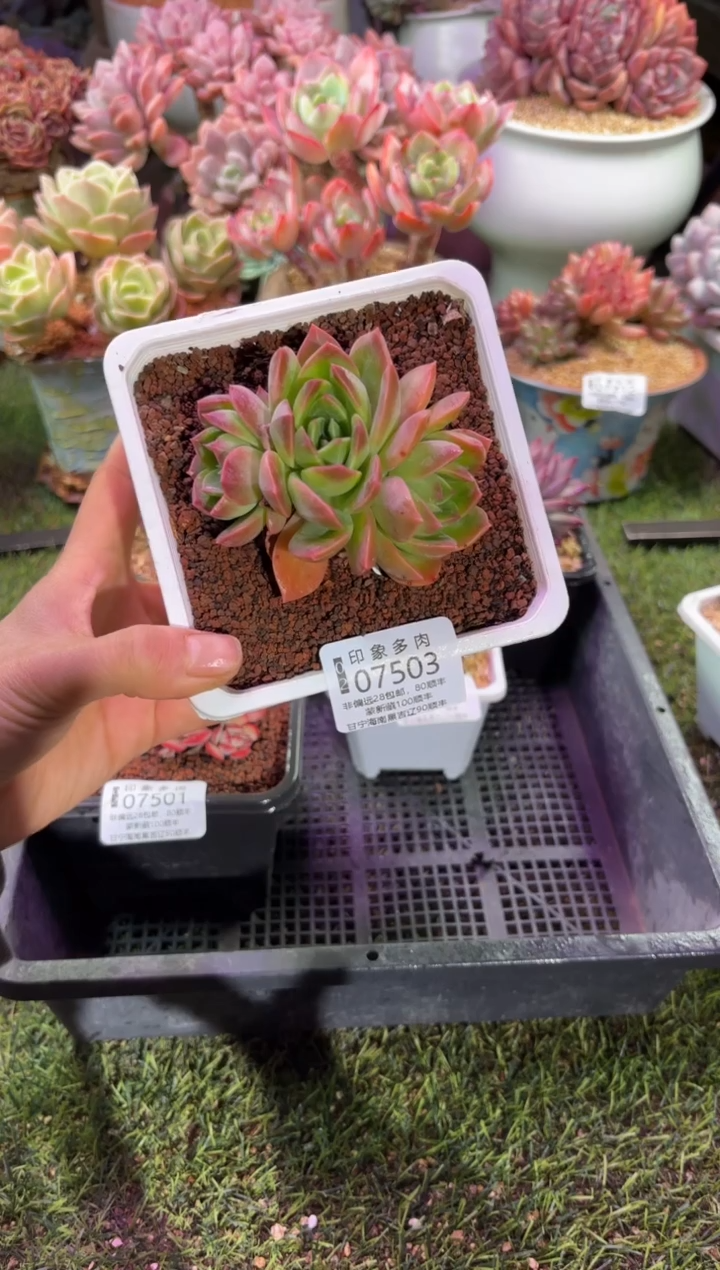 【闪购商品】07503