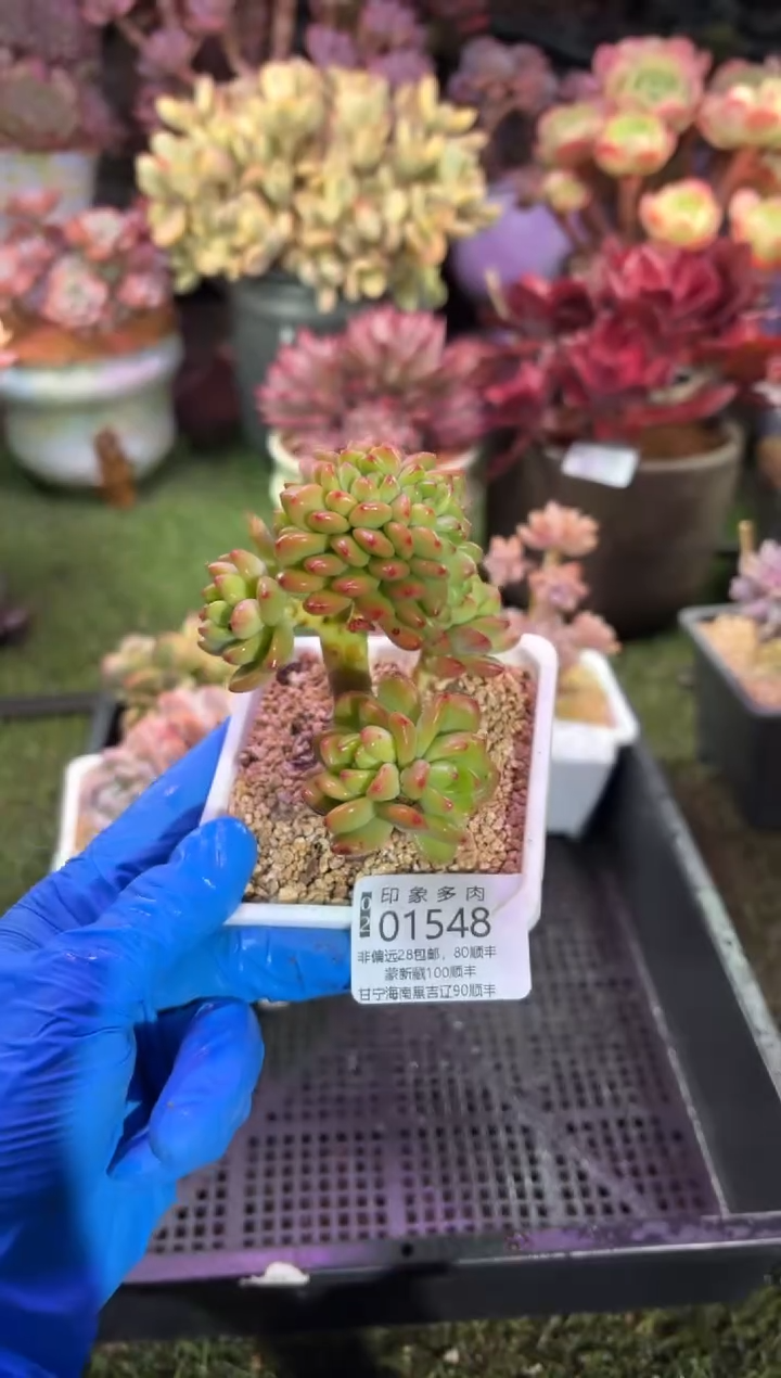 【闪购商品】01548