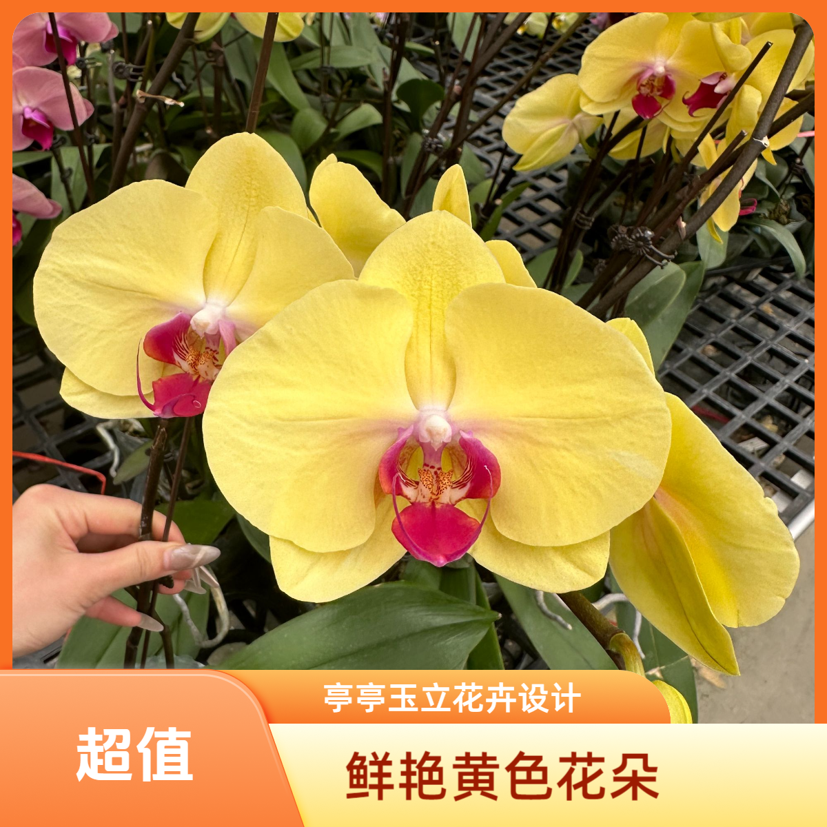 【黄金美人】3.0寸杯 黄色系 开爆福利不售后